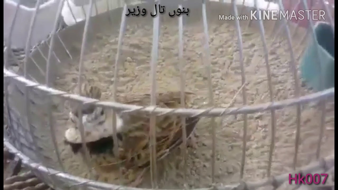 Jal bird iranai کوژ