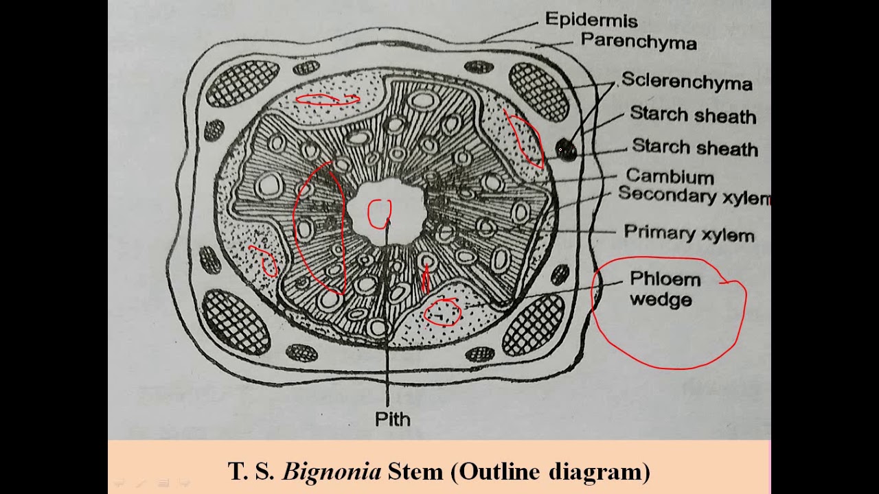 Bignonia stem T S- Practical B.Sc. II Year