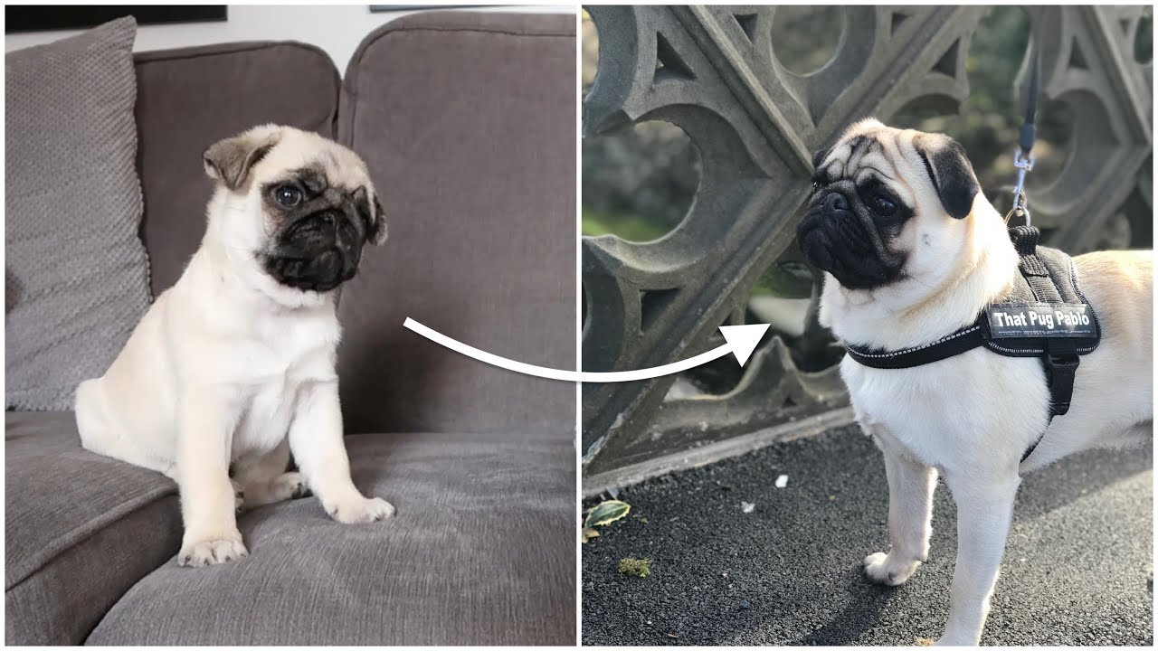 Pablo from 3 Weeks to 1 year old!