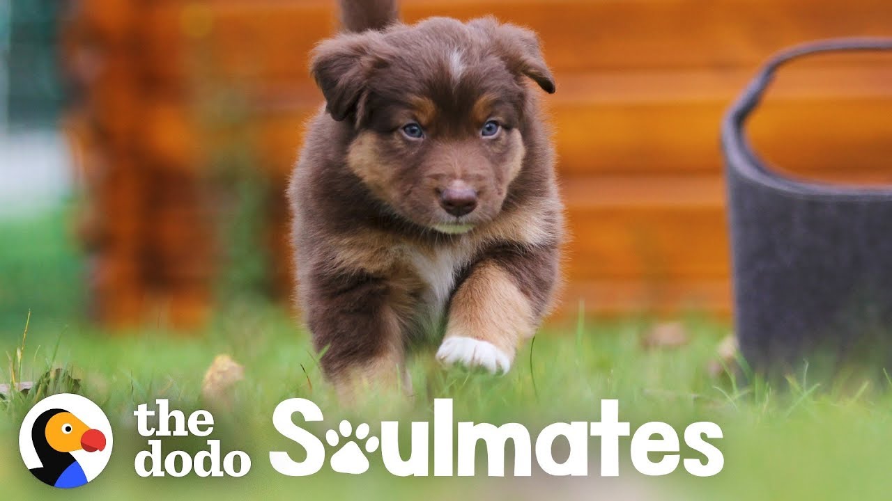 Dog Loves Running With His Mountain Biker Dad | The Dodo Soulmates