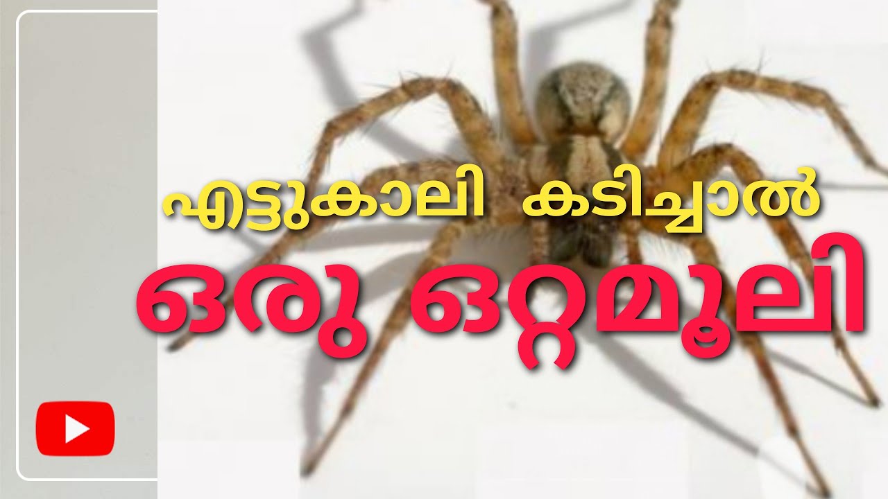 Ettukaali kadichal(എട്ടുകാലി കടിച്ചാൽ ഒരു ഒറ്റമൂലി)