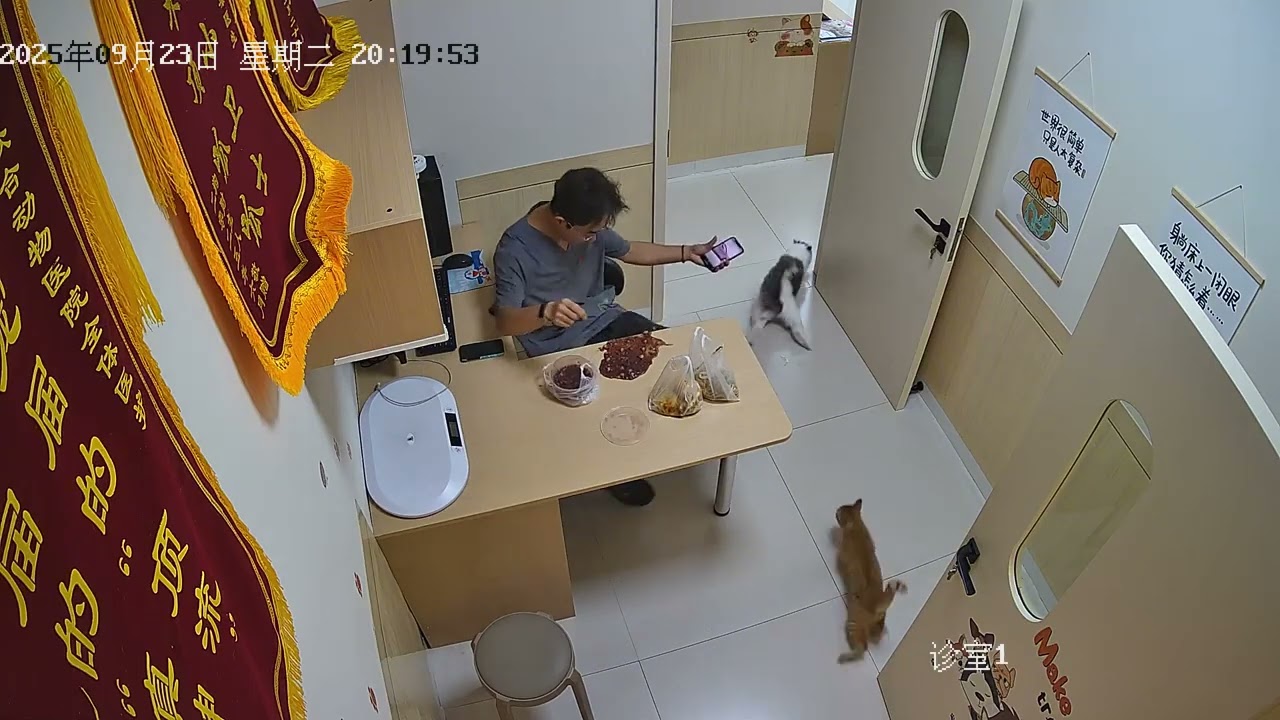 Cat accidentally stops vet from eating in Guangdong, China