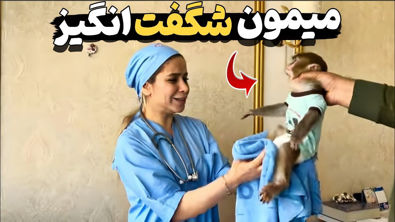 میمون به هیچ وجه حیوون خونگی نیست...❌️❌️❌️