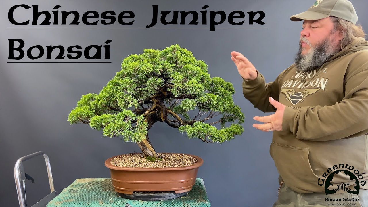 Облагораживание китайского можжевельника бонсай — Greenwood Bonsai