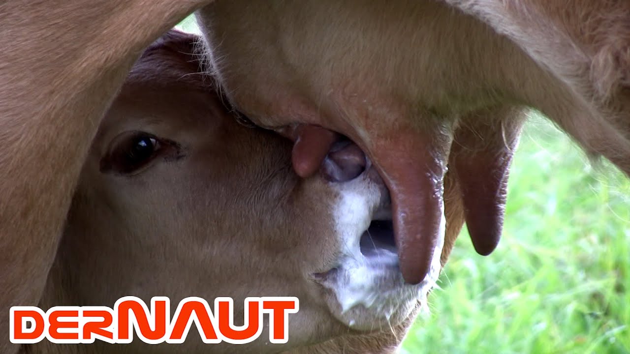 An der Milchbar - at the milk bar (yum-yum! or yuck!)? // एक छोटा बछड़ा दूध पी रहा है   //