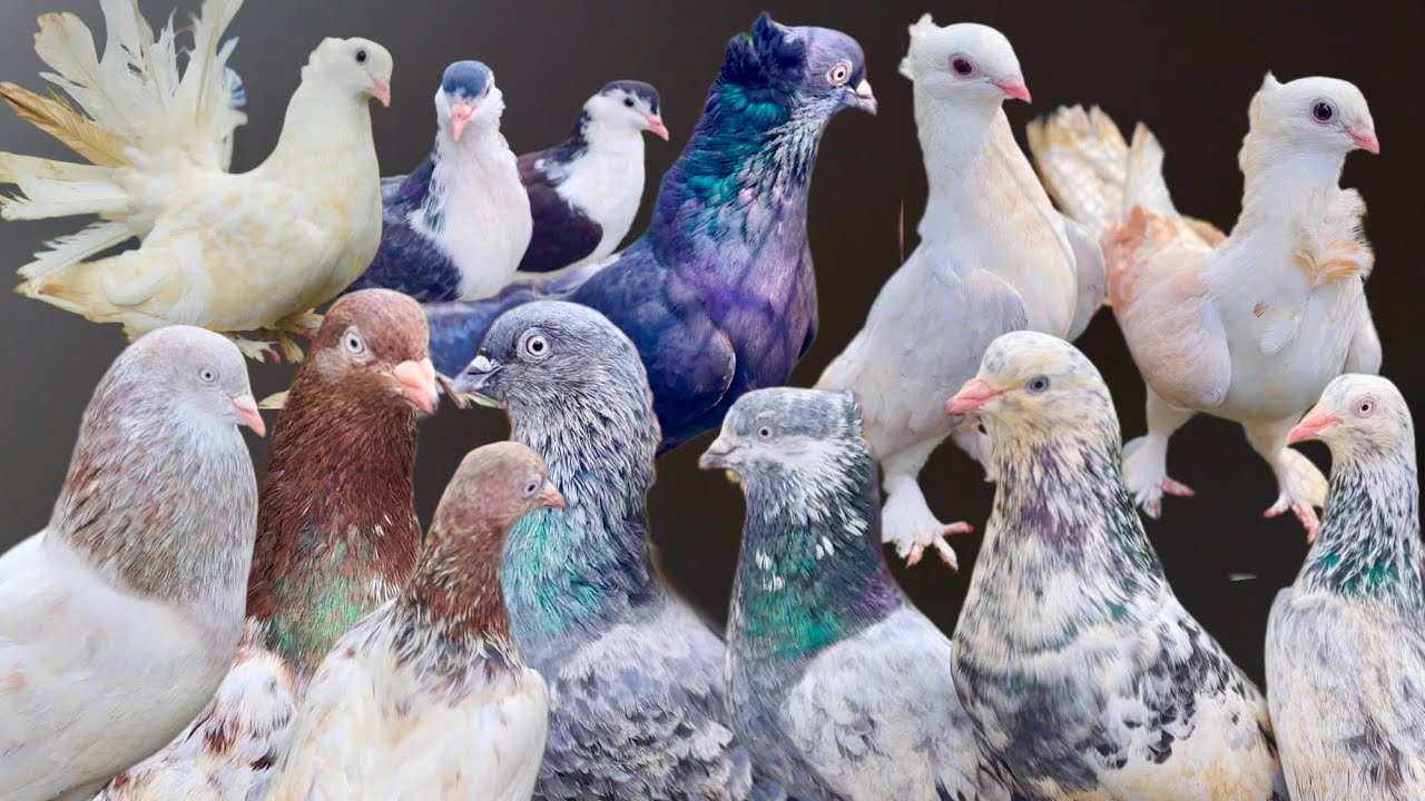 Zohel’s Pigeon Loft Ke High Flying & Fancy Pigeons, Mumbai