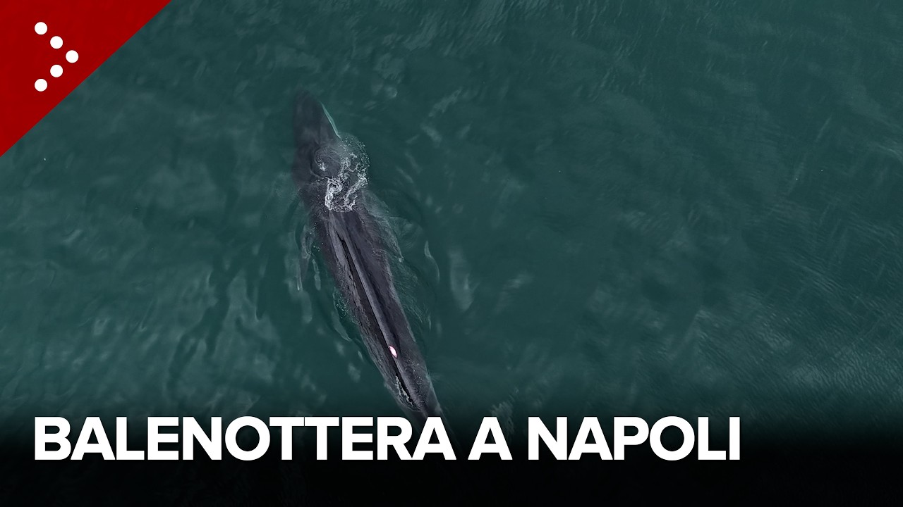 Balenottera avvistata nel porto di Napoli: Guardia Costiera in mare per monitorare la situazione