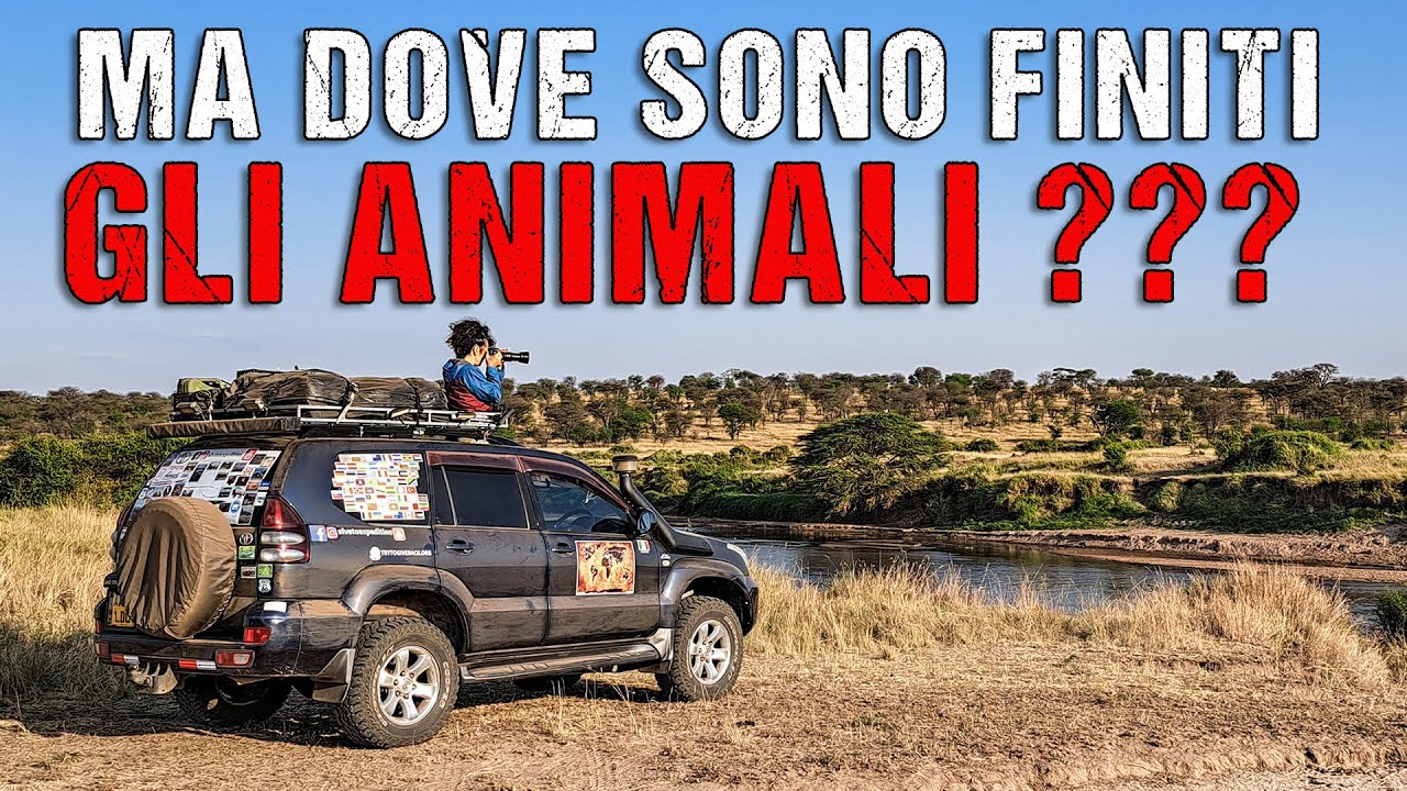 Tanzania - SAFARI FAI DA TE - Vale la pena di visitare il Serengeti con tutti i SOLDI che chiedono?