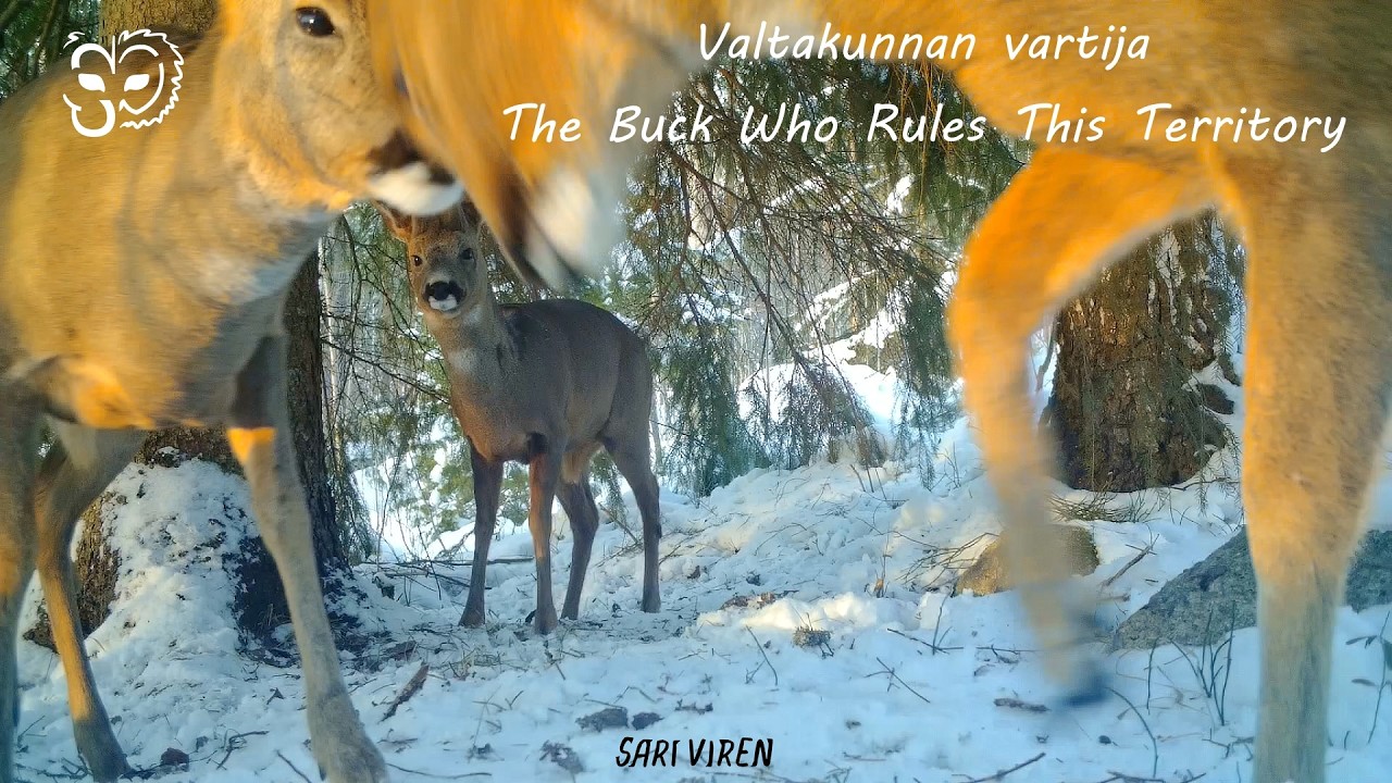 Valtakunnan vartija - The Buck Who Rules This Territory -  Wildlife life in Finland - Suomen luonto