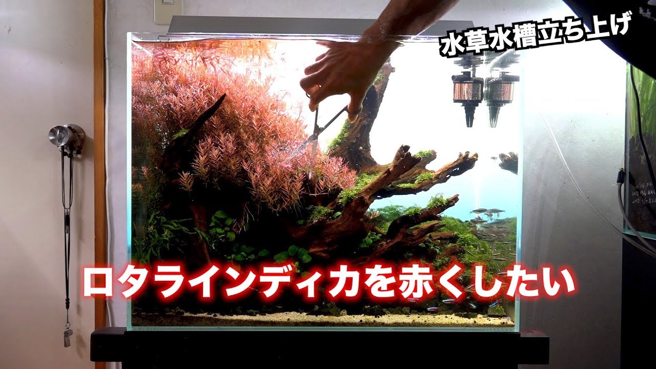 アクアリウム　水槽立ち上げ、ロタラインディカを赤くしたい！