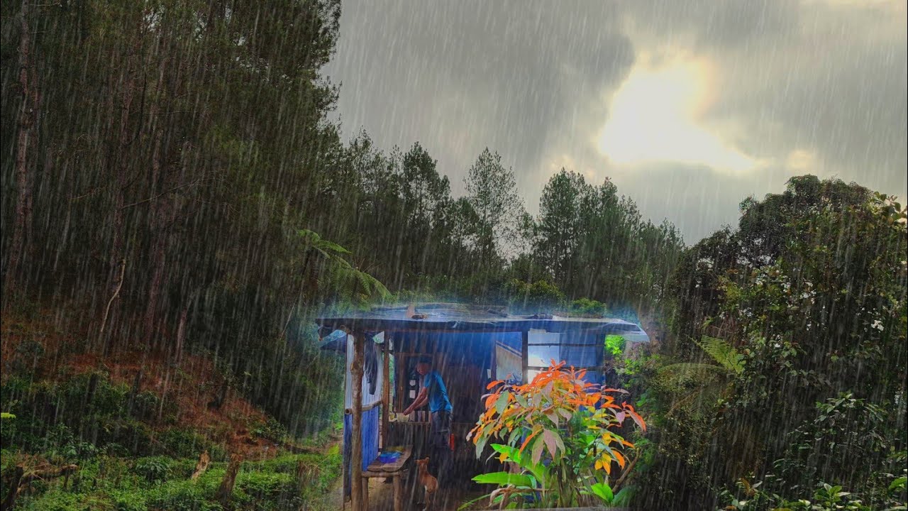 Dingin 🥶 Di Guyur Hujan Deras - Tinggal Di Pondok Hutan Mengurus Tanaman Kopi Untuk Masa Depan cerah