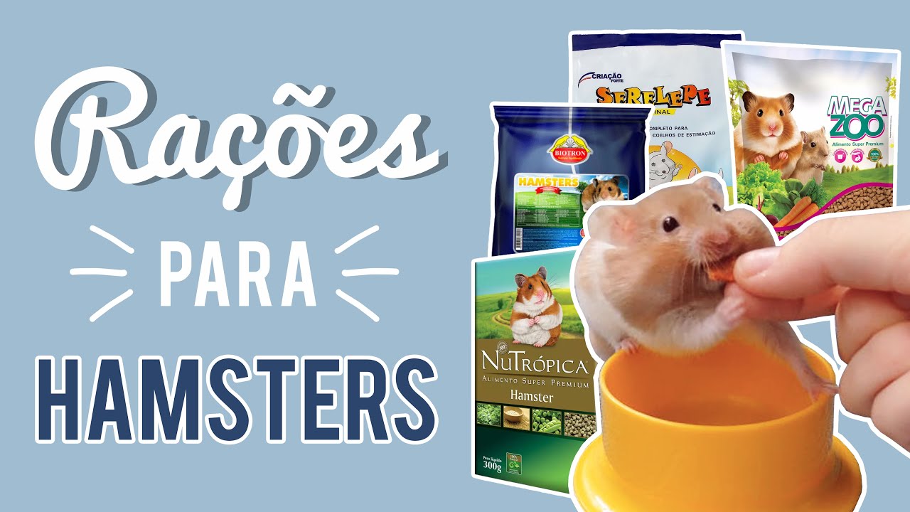 Guia de alimentação para hamsters 🐹 | Rações