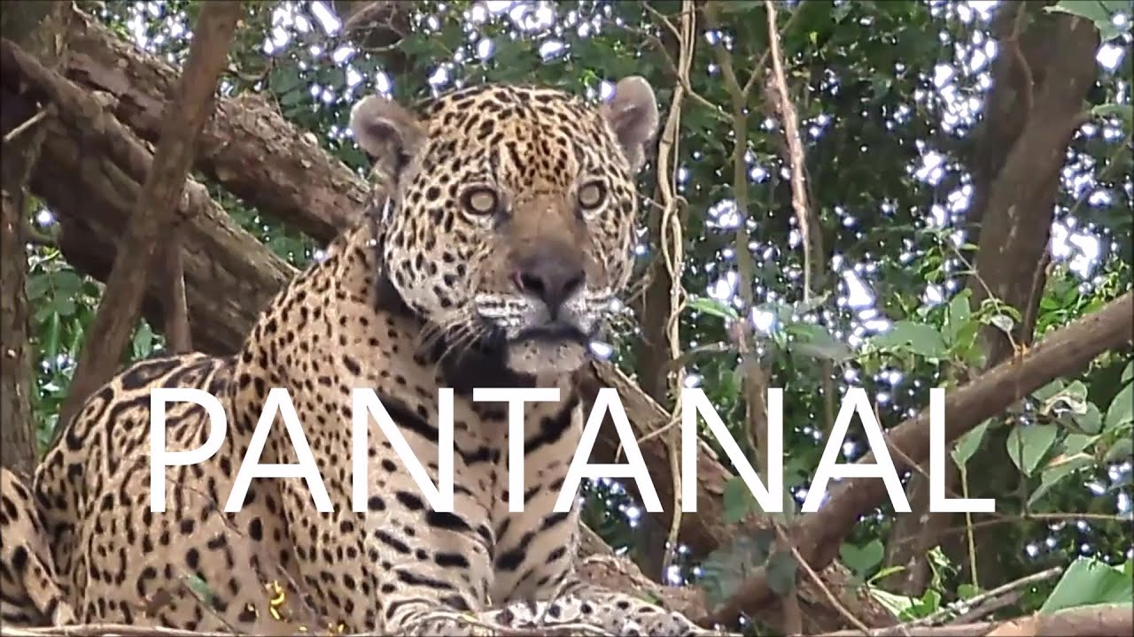 Pantanal
