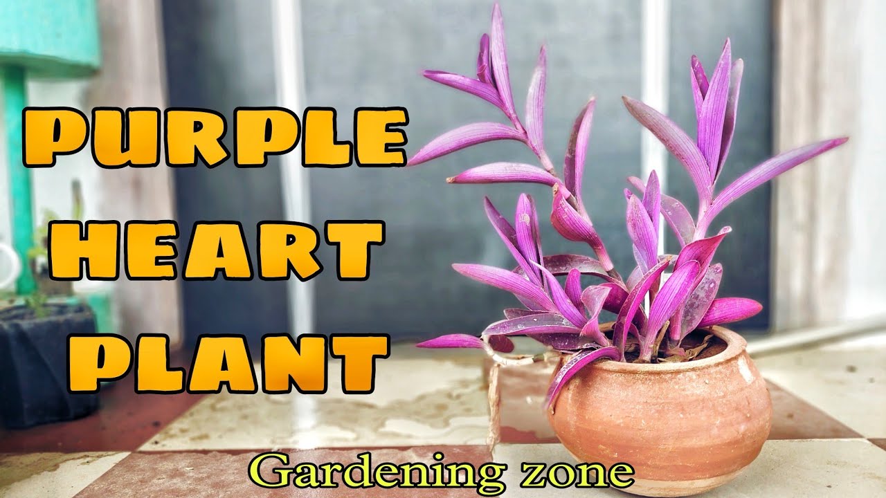 #purpleheart