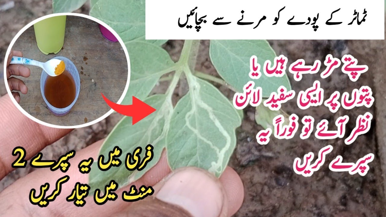 Best homemade pesticide for tomato plant || Leaf miner killer || podon pr lagi har bimari ka ilaaj.