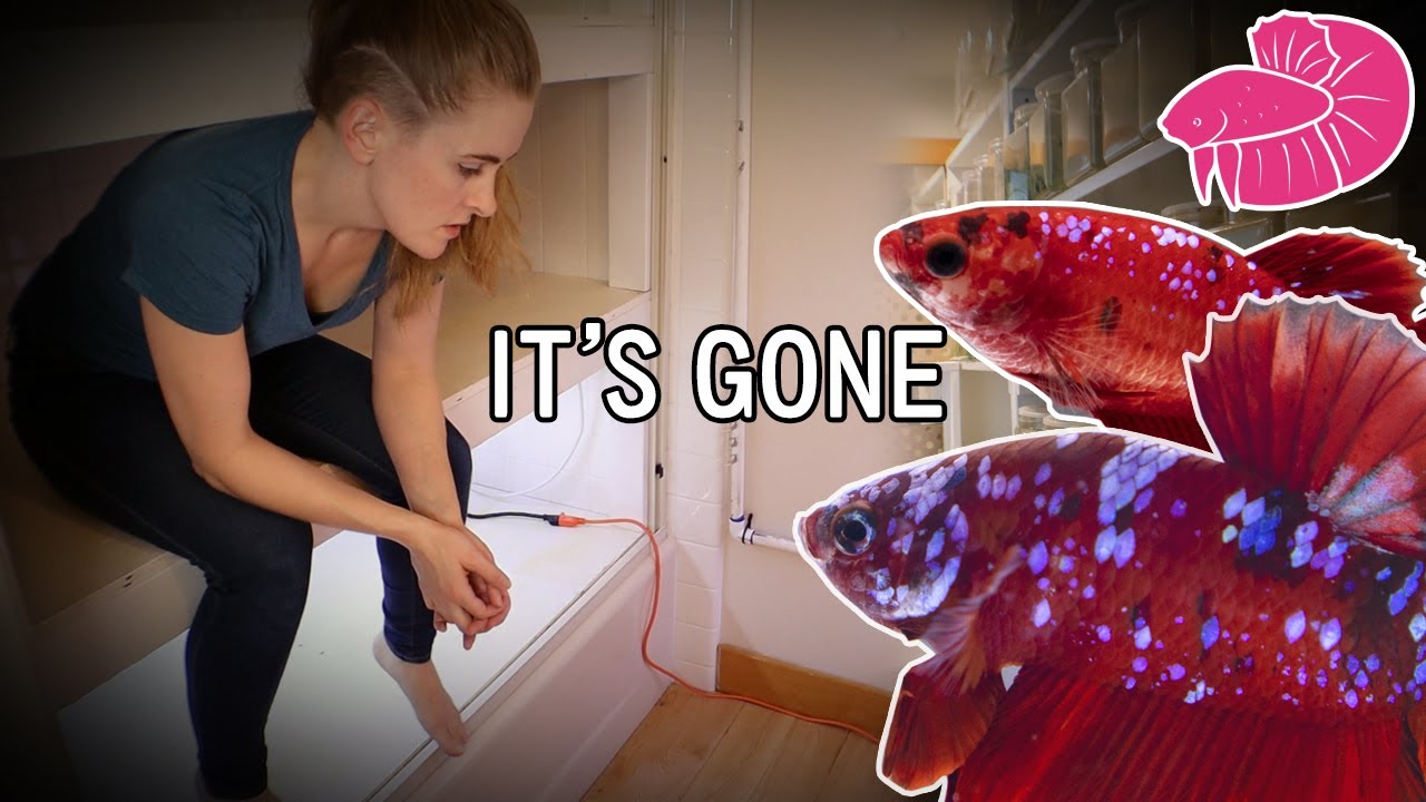 My FISH ROOM is GONE forever - What Now?