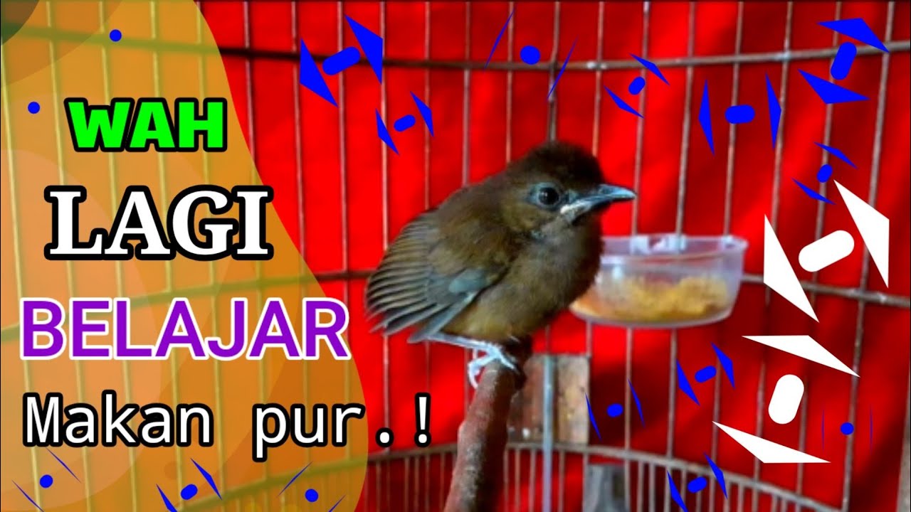 INILAH BENTUK DAN KALAKTER / BURUNG CAMPEOR ATAU PELANDUK SEMAK !!