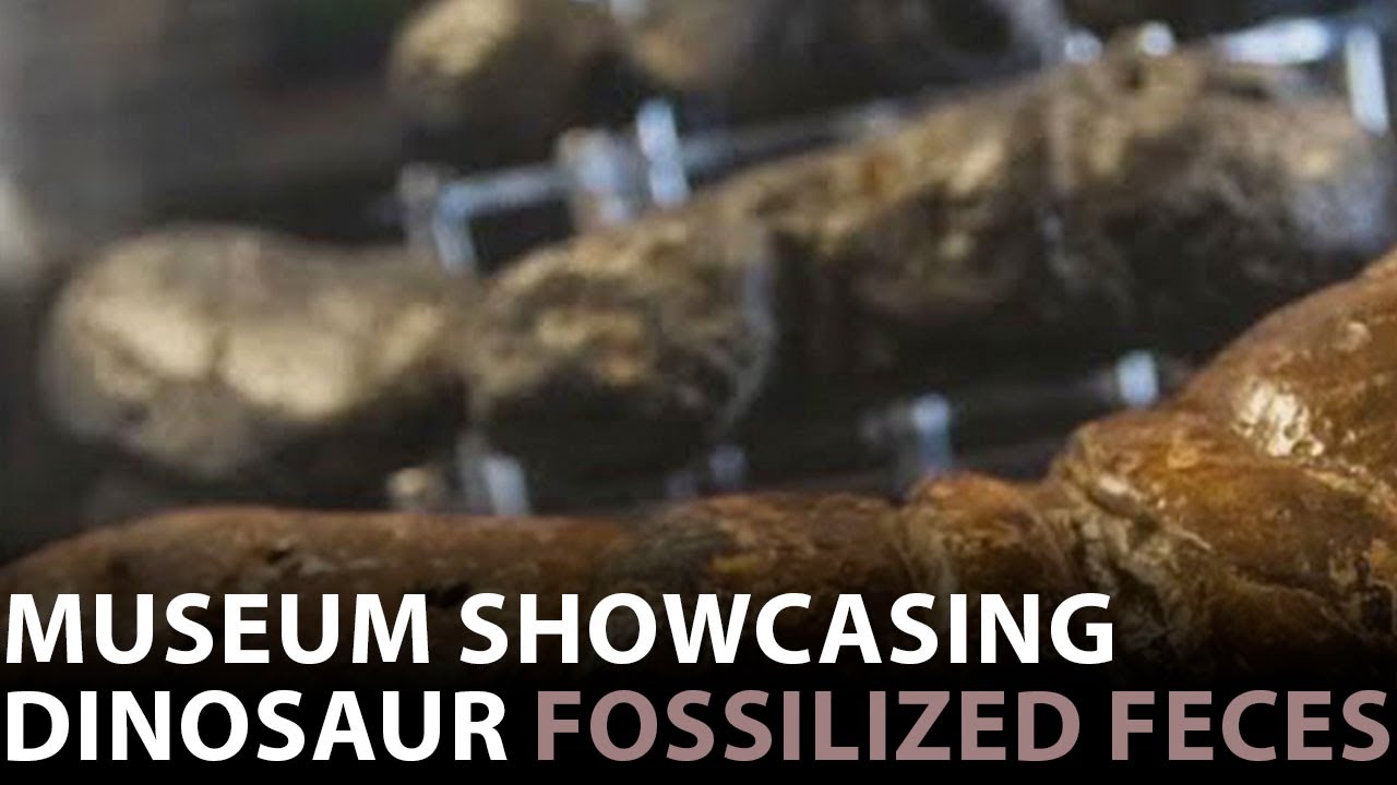 POOZEUM? Museum features fossilized feces of dinosaurs, more than 7,000 samples