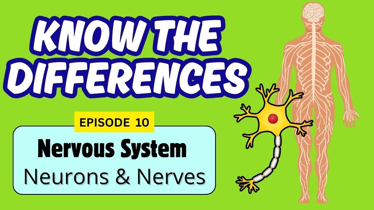 Nervous System| Neurons and Nerves