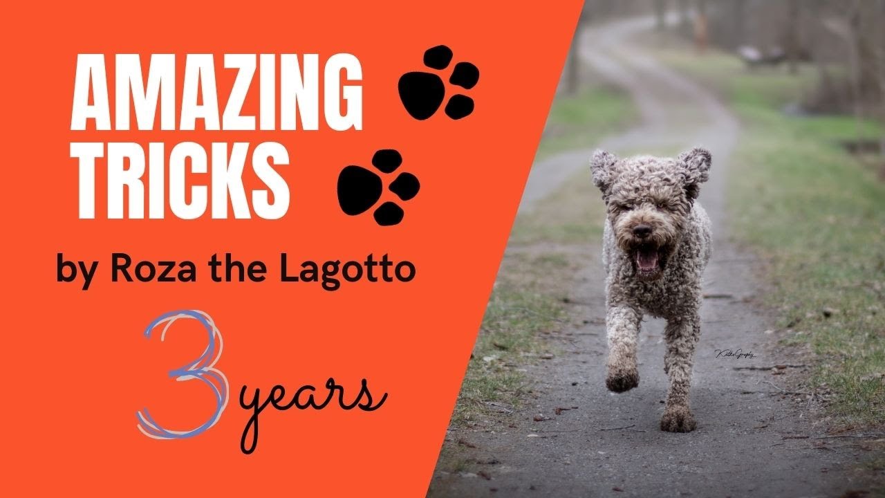 Amazing dog tricks / 3 years / Roza the Lagotto Romagnolo