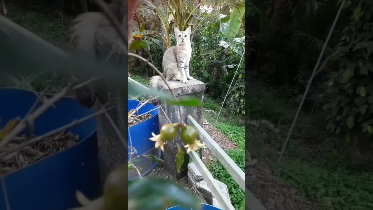 മാതളം 