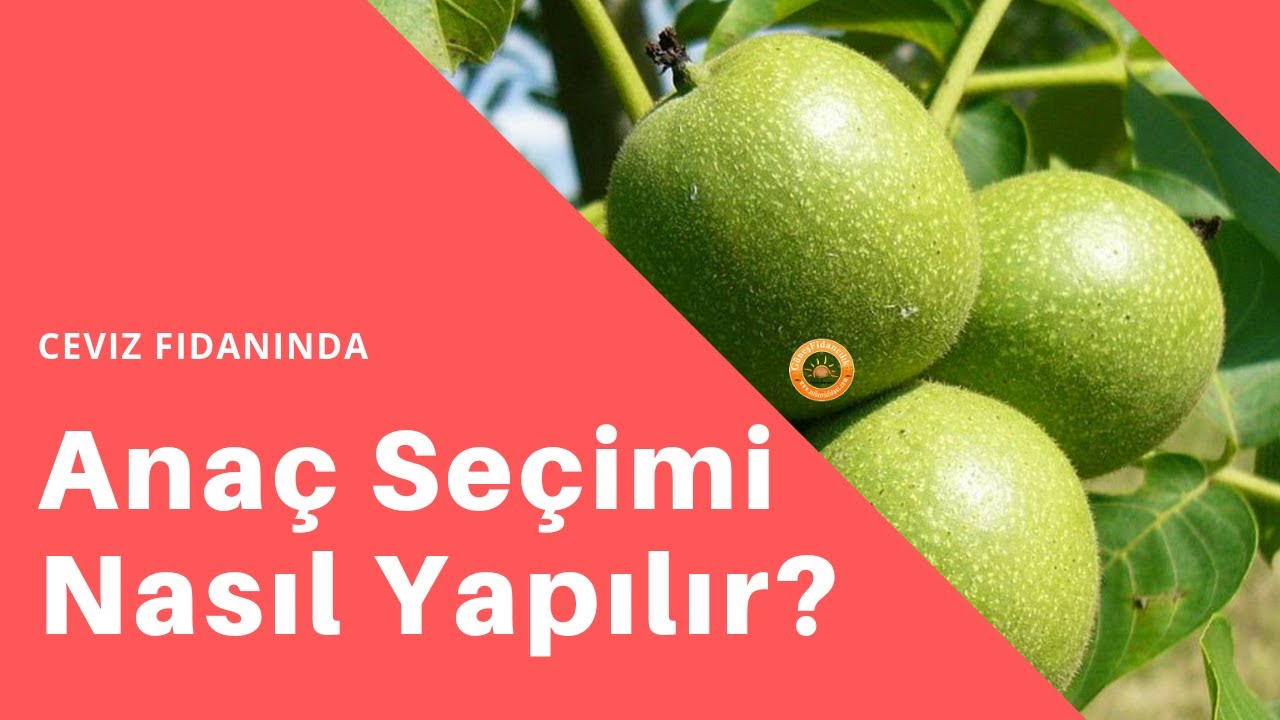 Ceviz Fidanında Anaç Seçimi ve Tür Özellikleri