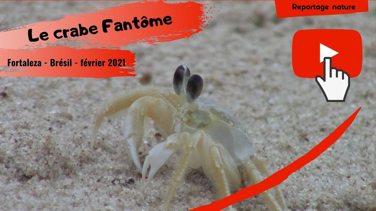 Le Crabe fantôme: un très bon mimétisme - Reportage nature Brésil