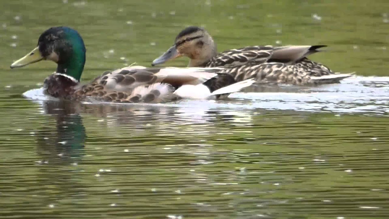 The Panasonic Lumix FZ70 (FZ72) is it any use for Wildlife? Video and Stills Tests