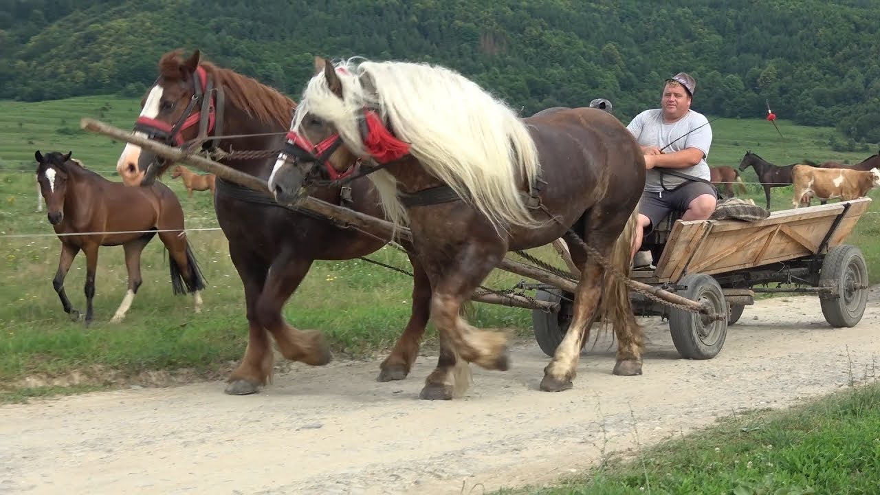 Caii lui Petre Filip de la Targu Lapus, Maramures 2019 Nou !!!