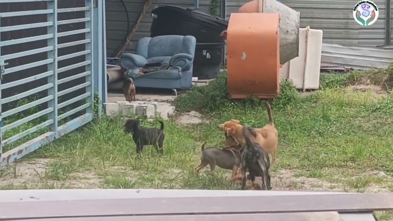 They don't have fun in the yard, they have fun outside.
