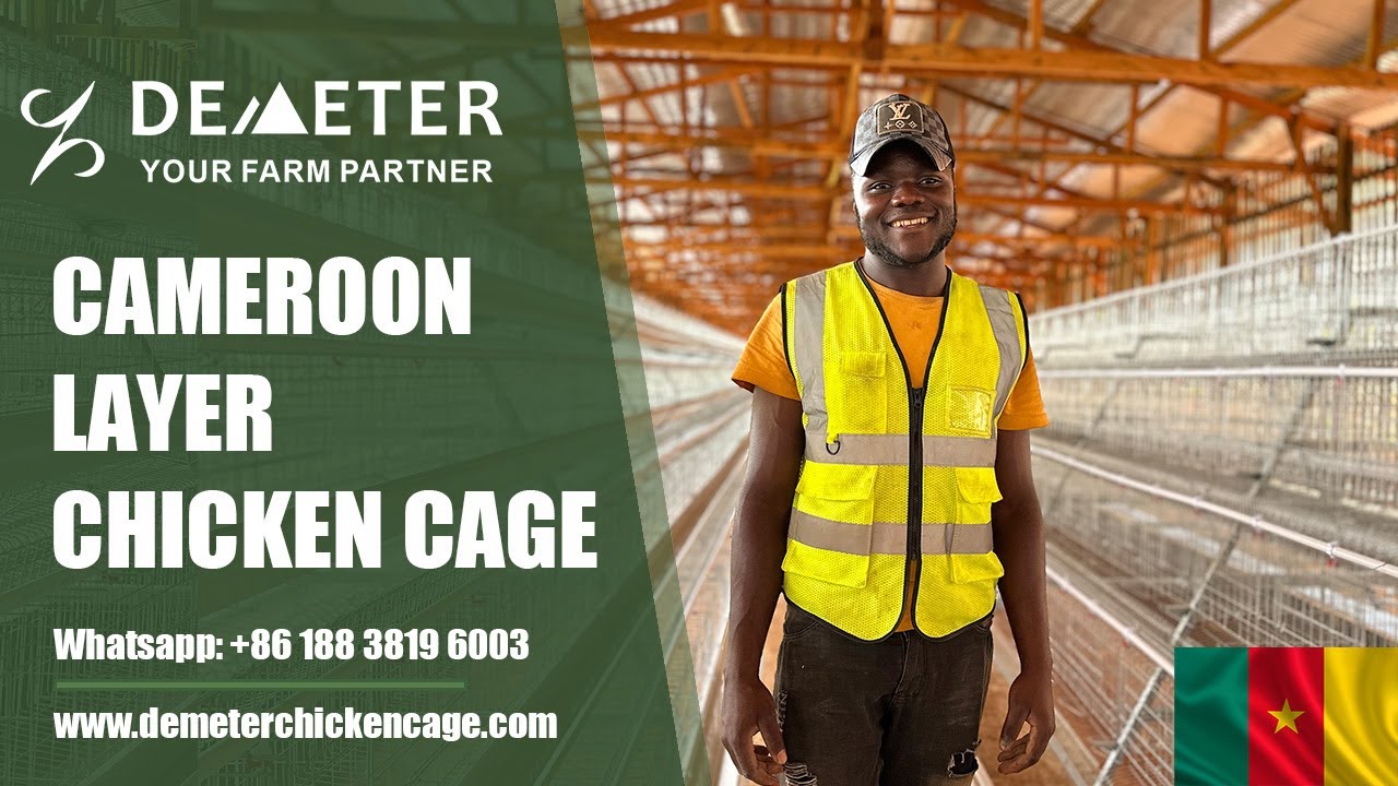 A type 4 Tier 5,000PCS Layer Battery Chicken Cage Poultry Farm Cage for Cameroon Africa #chickencage