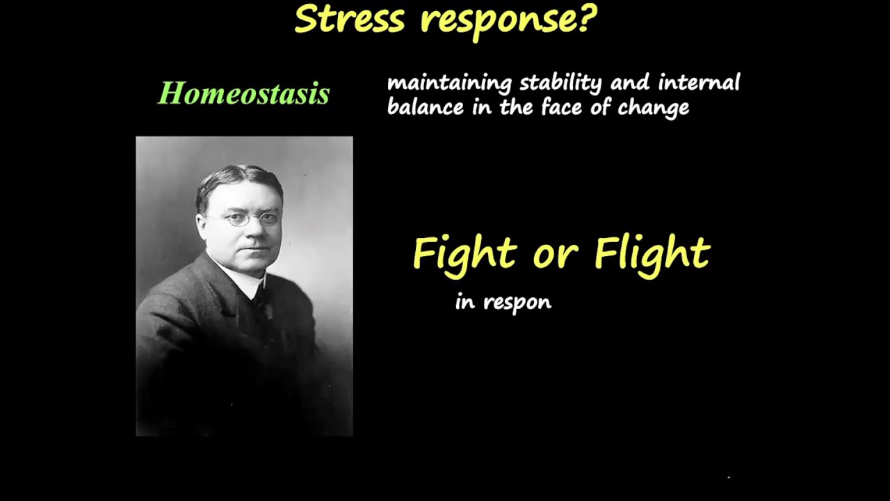 Stress and Stress Response (The Fight or Flight Response)