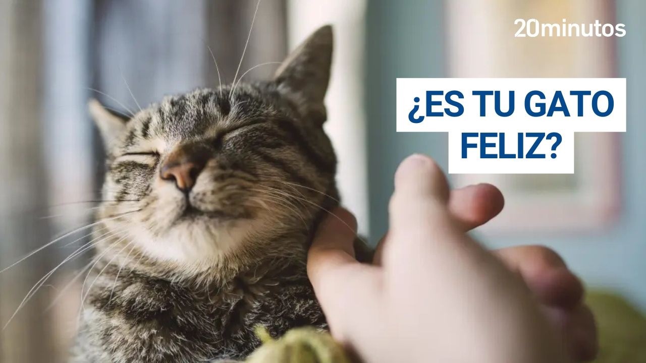 Cómo saber si tu GATO es FELIZ en casa