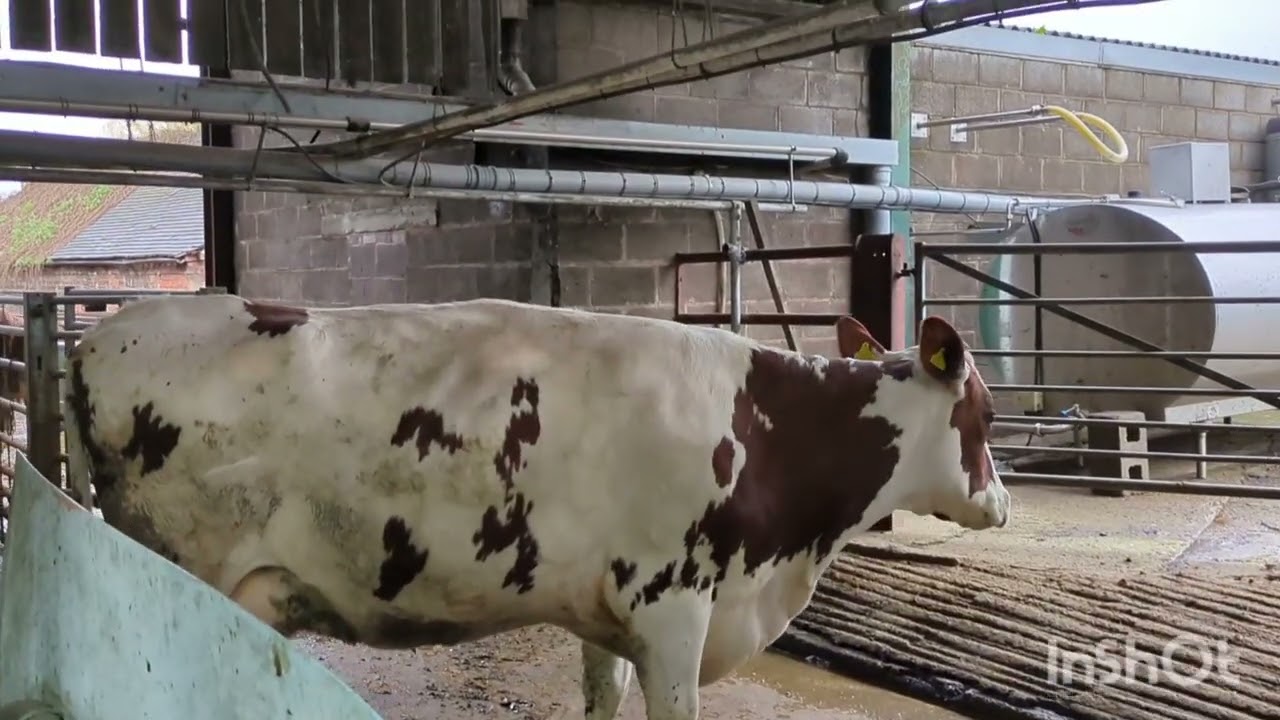 A day on a Dairy Farm.