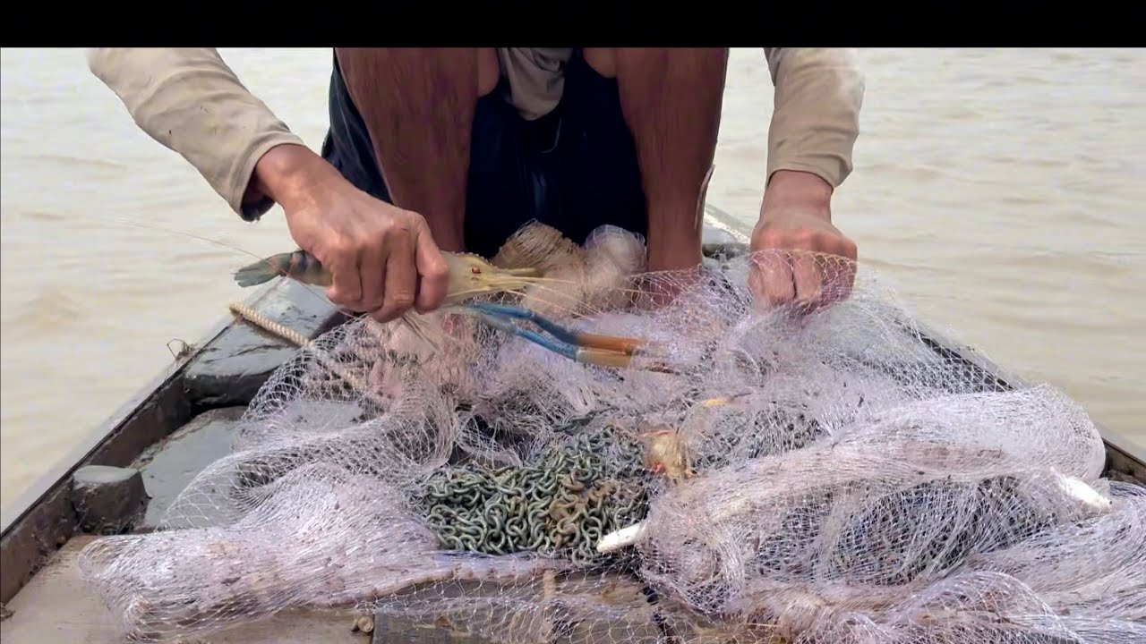 Một Ngày May Mắn Chài Tôm Càng Xanh 