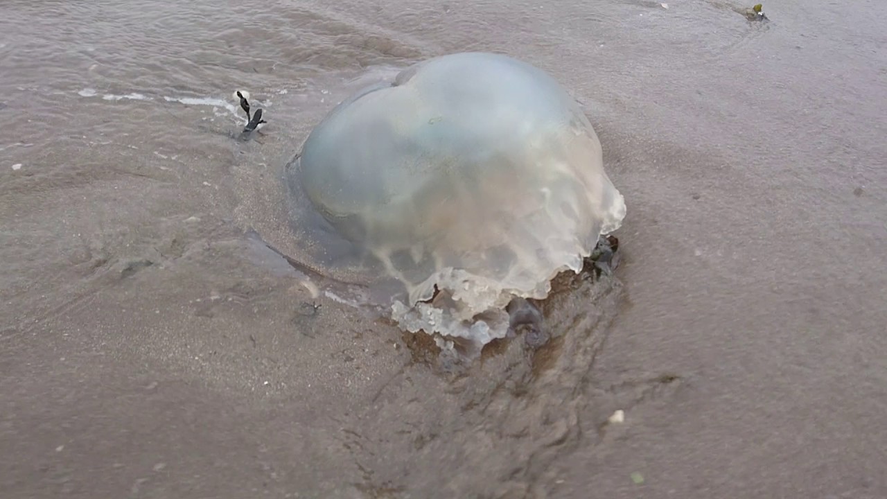 Jellyfish at Rockcliffe June 2017