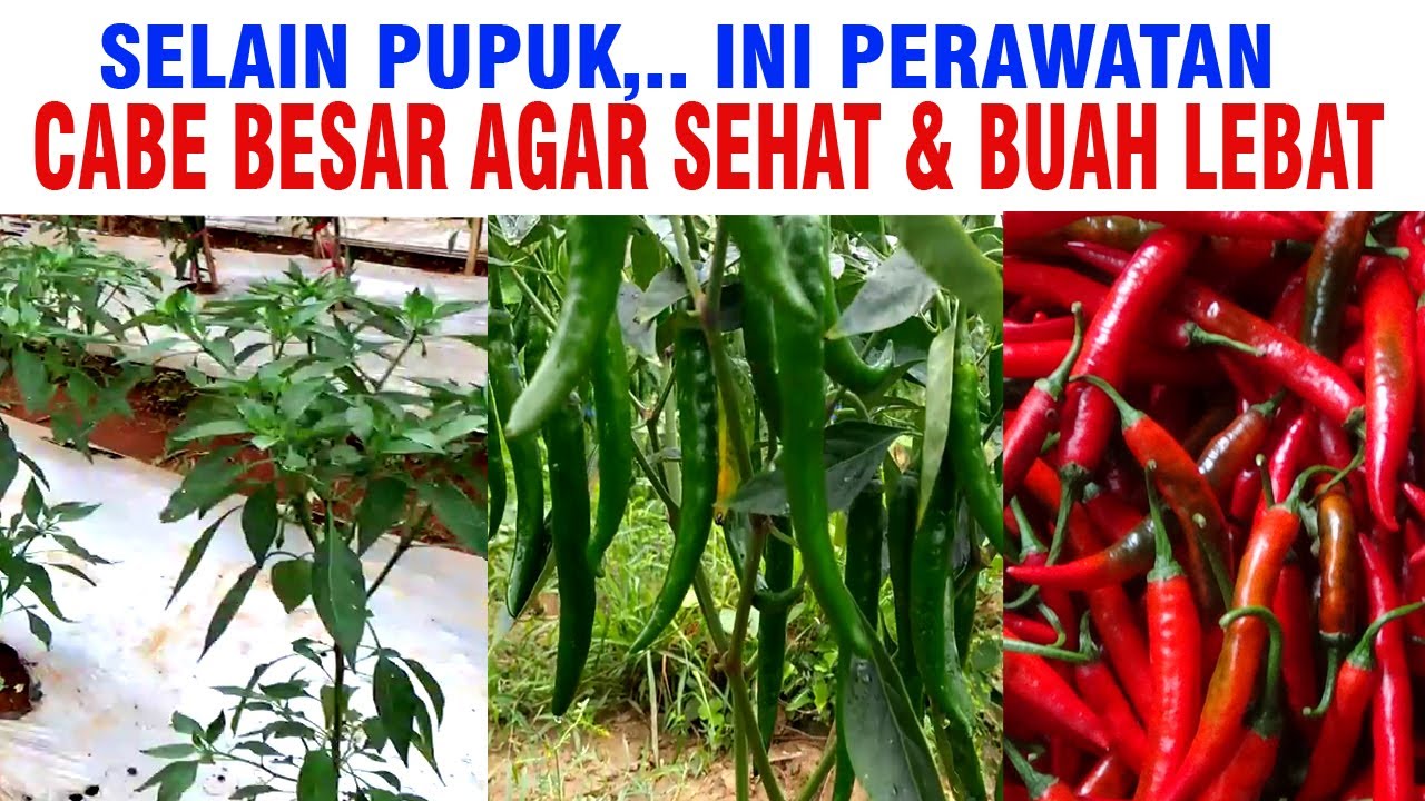 Cara Melebatkan Buah CABE MERAH BESAR Selain Pemupukan