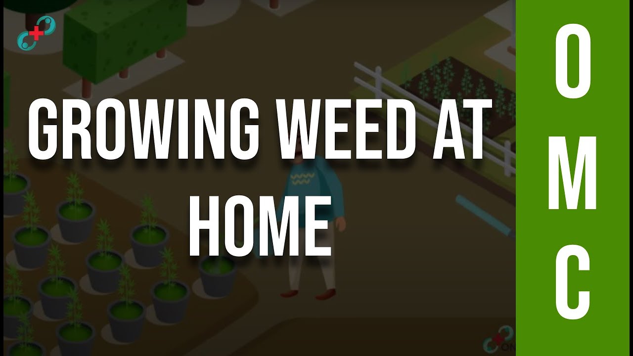 Here is How You Can Grow Weed - How to Grow Weed at Home?