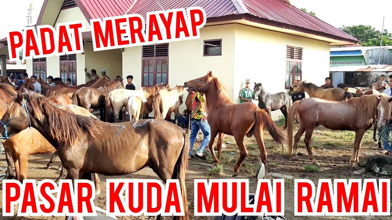 PASAR KUDA JENEPONTO MULAI RAMAI DI PADATI KUDA DI BANDING PEKAN SEBELUMNYA | PASAR KUDA PART 125