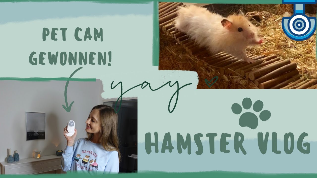 Haustier Kamera gewonnen :) |  Alltag mit Teddyhamster | Hamster VLOG