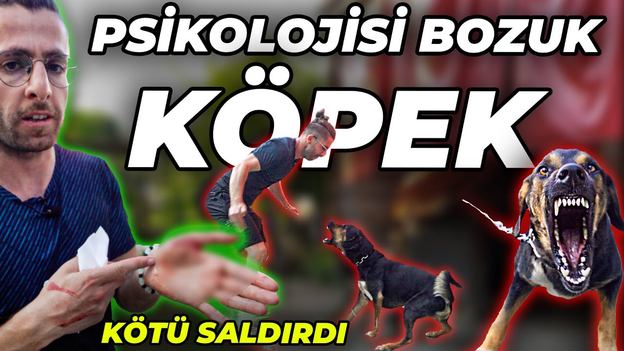 5 KİŞİYİ ISIRAN K&Ouml;PEK SONER'İ DE ISIRDI! (&Ccedil;ekimler Hastanede Devam Etti)