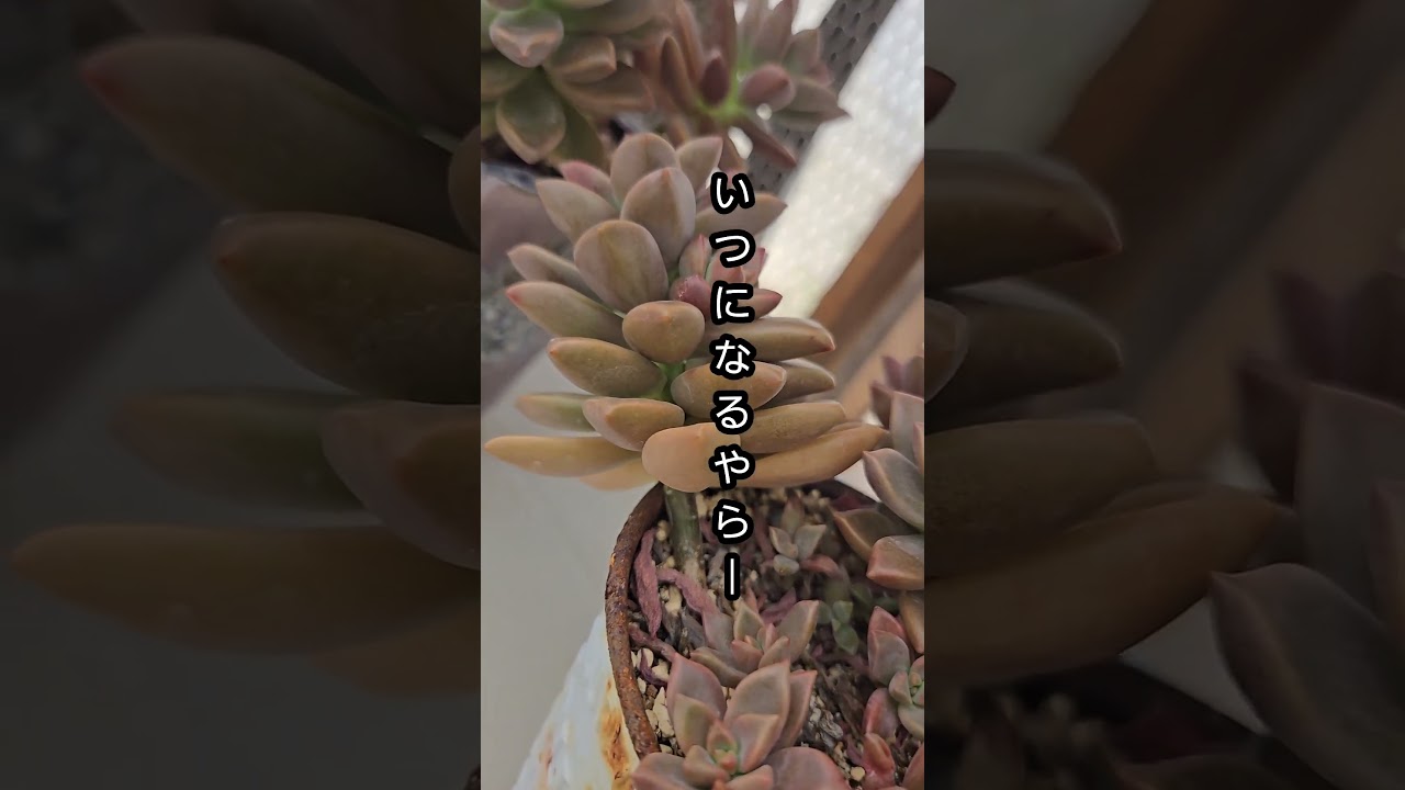 ブロンズ姫を暴れさせたい私です　どれくらいかかるかな～
