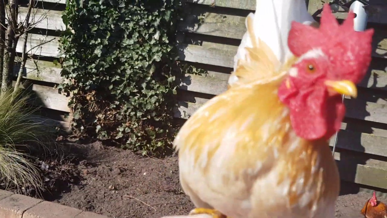 Serama rooster in the sun