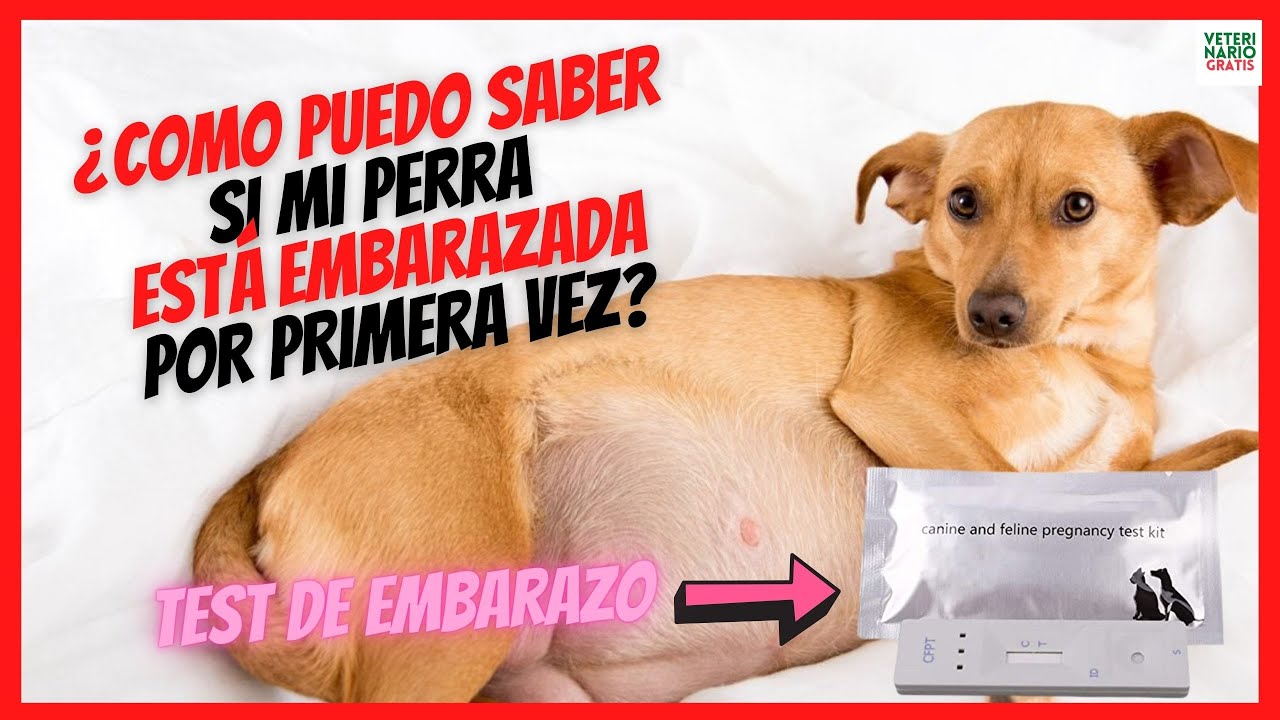 ¿CÓMO PUEDO SABER SI MI PERRA ESTA EMBARAZADA POR PRIMERA VEZ 💞 O ES PSICOLÓGICO?