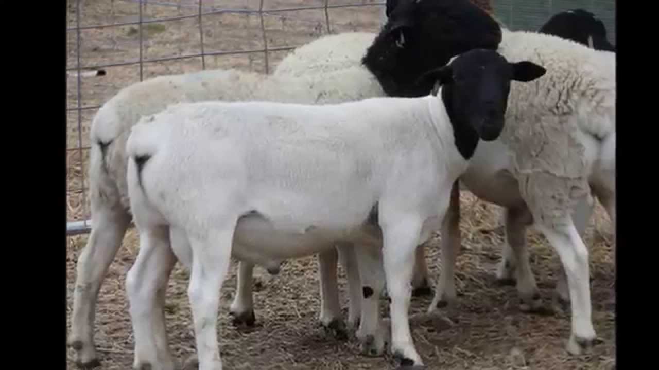 AUSTRALIAN DORPER SHEEP