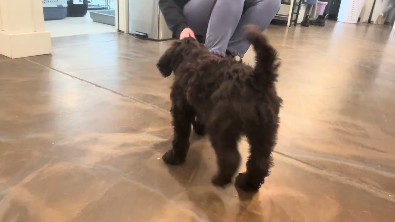 Maverick Learns Intro to Leash 2.18.26