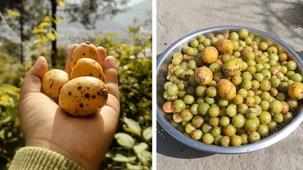 आज आंवले लेने के गए जंगल ⛰️😁#pahadi #uttrakandi #phadilifestyle 