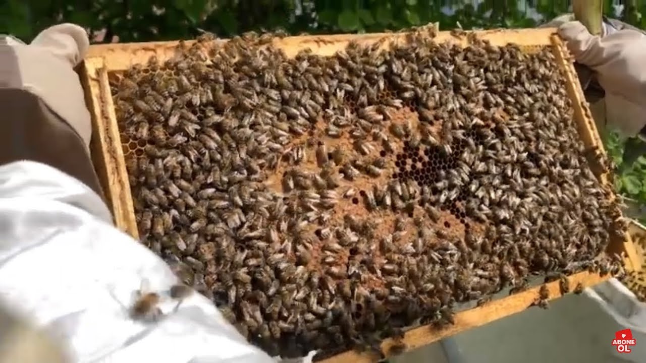 6 çerçeveli strafor kovanlarda muhteşem gelişim gösteren arılarımızı 8 çerçeveli kovanlara aktardık
