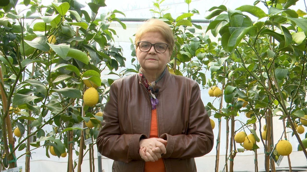 În Grădina Danei. Cultivarea citricelor în România. Cum păstrăm apa în sol