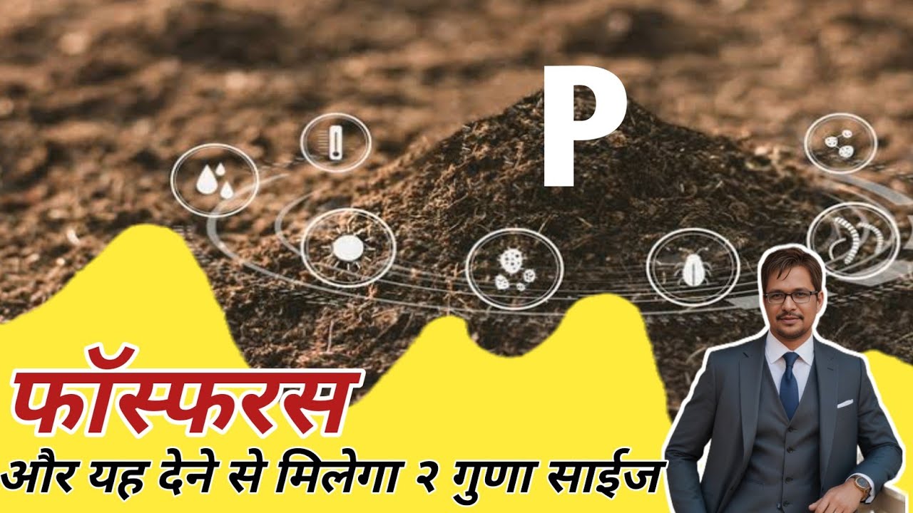 फॅास्फरस के साथ यह मिलाने से मिलेगी दो गुणा साईज । increase fruit size | plant tonic